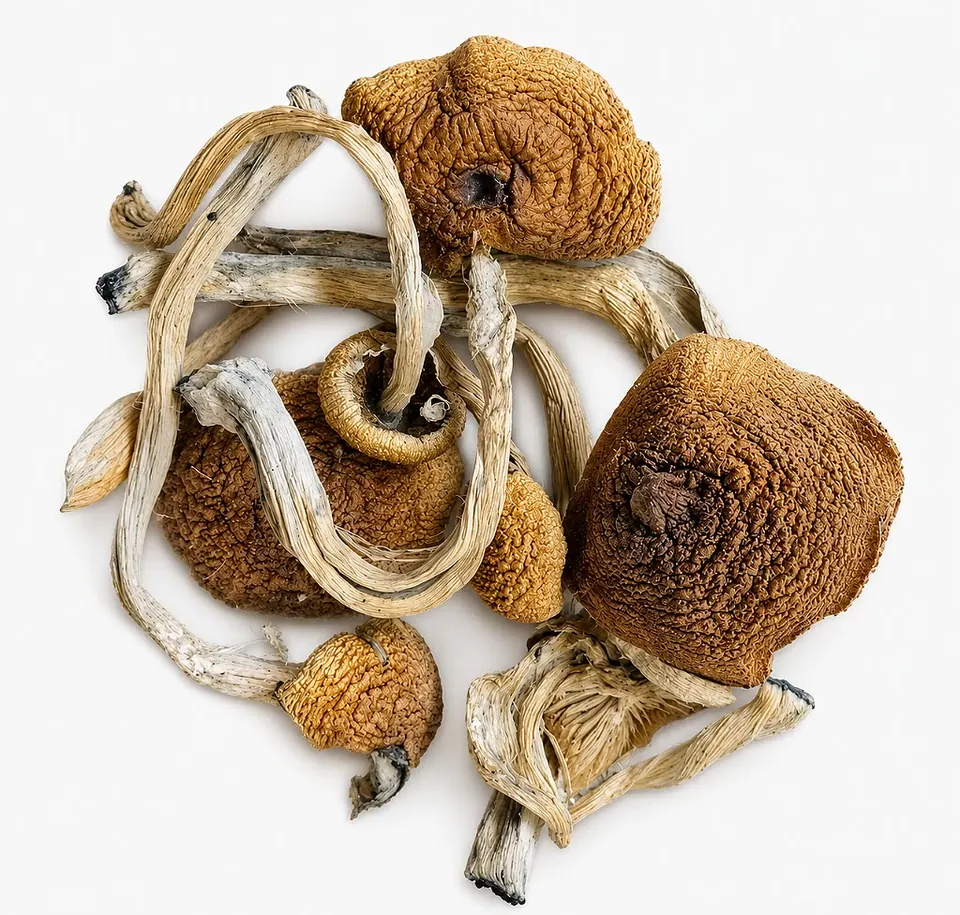 Psilocybe Cubensis (1g) — foto 2